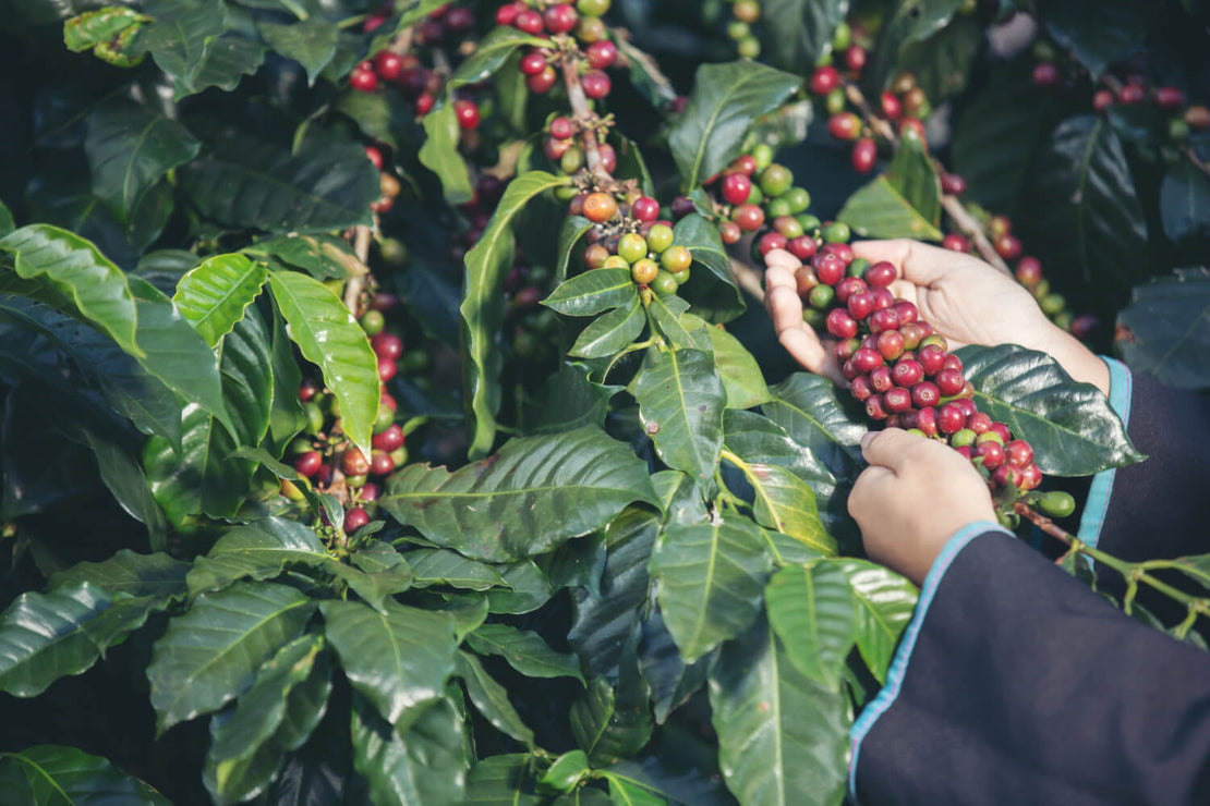 Planta de Cafea, provenienta Cafea Torabika