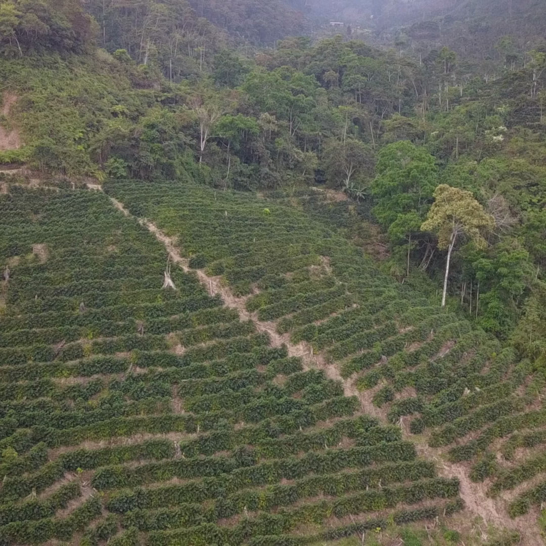 De la origini din Indonezia pana acasa, video prezentativ care arata cum ajunge Cafea ToraBika in casele noastre